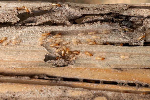 Spider Control Near Me in Chester Gap, VA